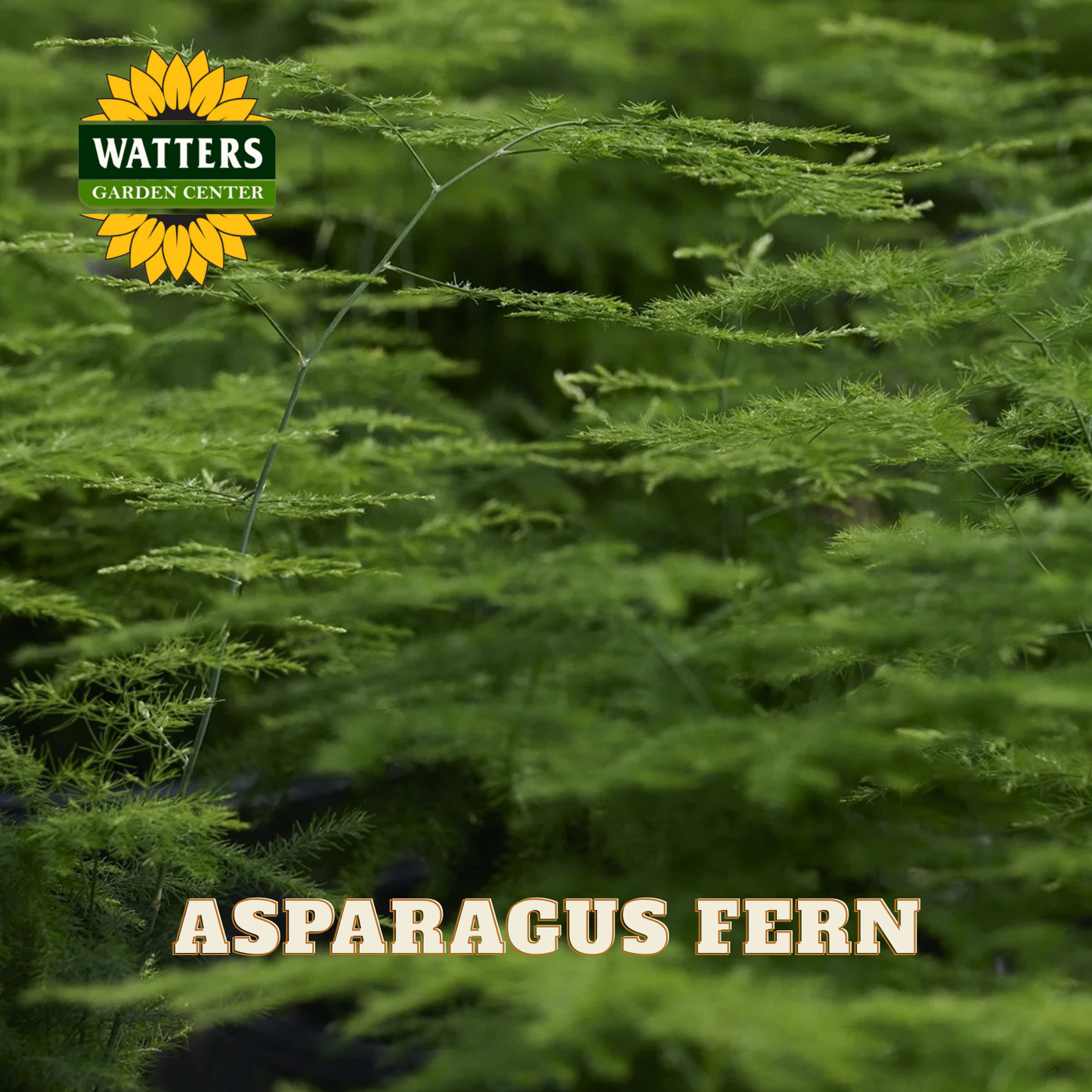 Asparagus fern with Watters Garden Center logo and text overlay