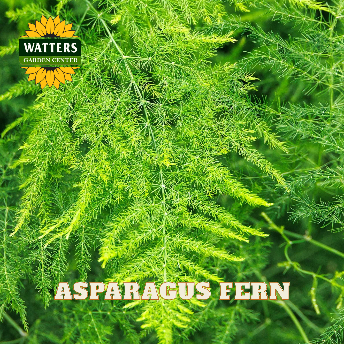 Asparagus fern with Watters Garden Center logo and text overlay