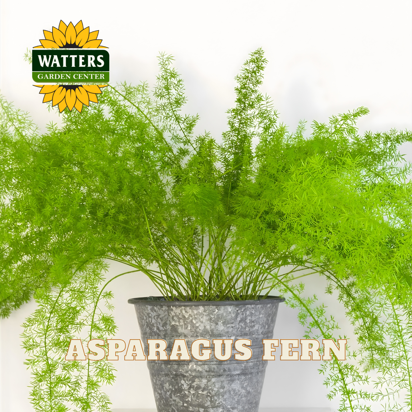 Potted asparagus fern with Watters Garden Center logo on a white background