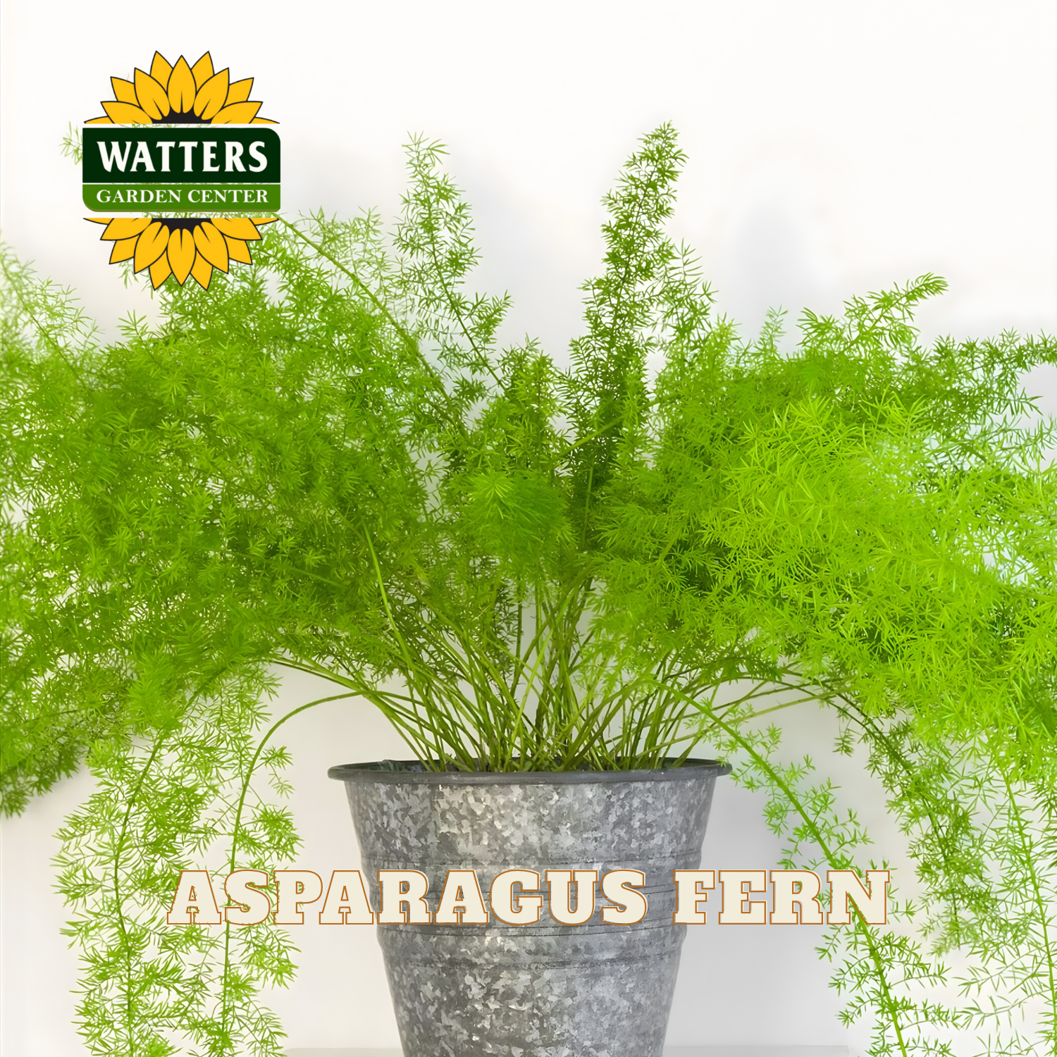Potted asparagus fern with Watters Garden Center logo on a white background