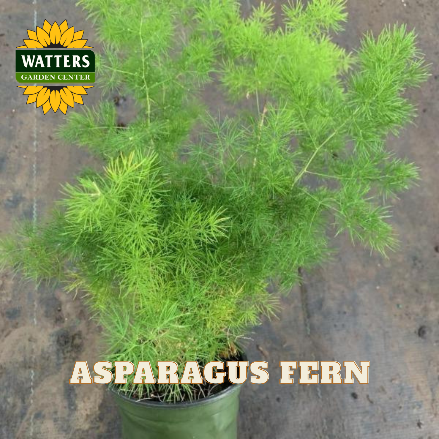 Potted asparagus fern with Watters Garden Center logo on a gray background