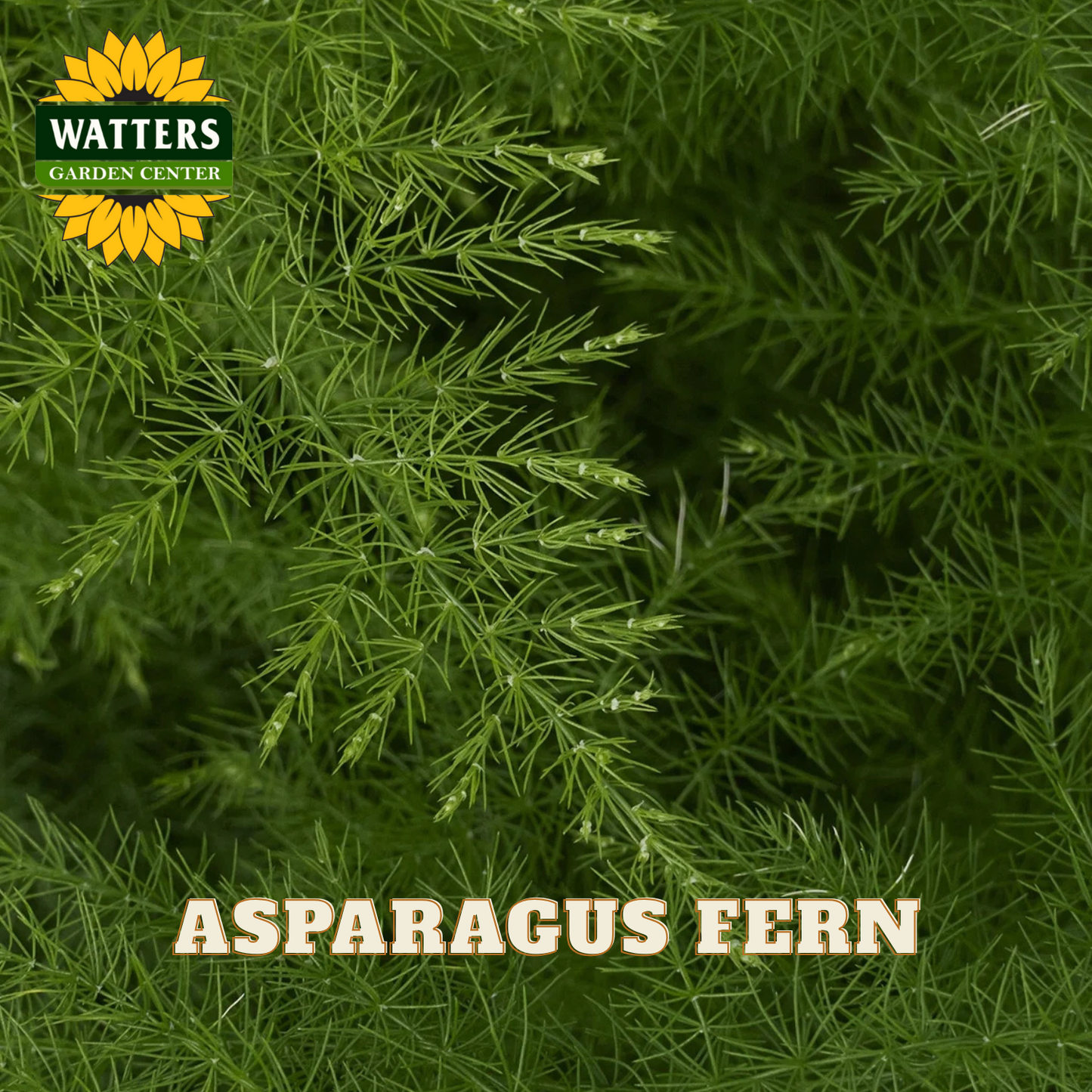 Close-up of asparagus fern with Watters Garden Center logo.