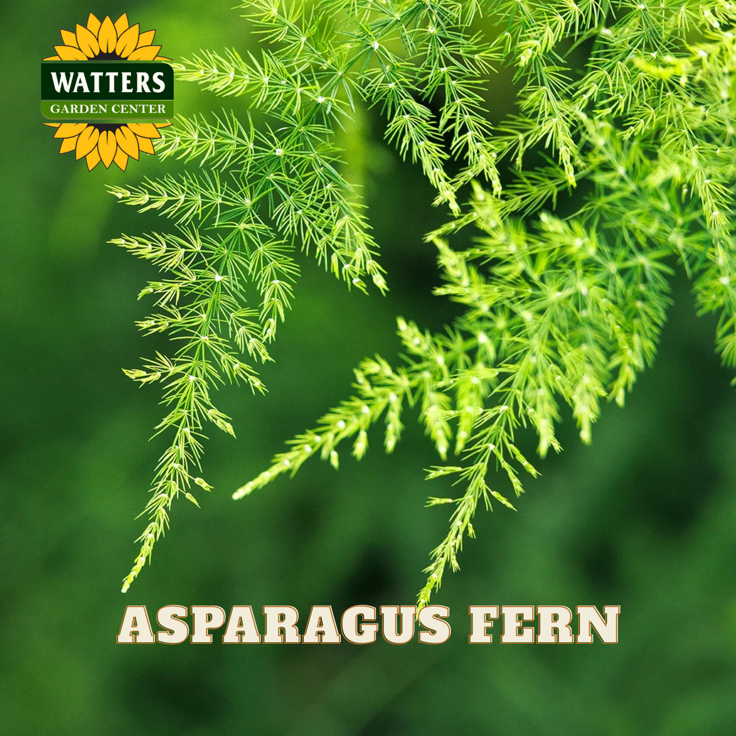 Asparagus fern with Watters Garden Center logo on a green background