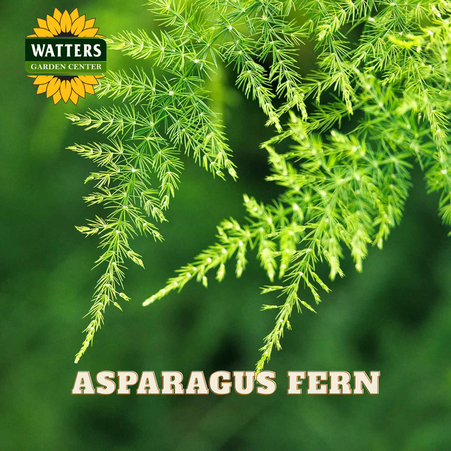 Asparagus fern with Watters Garden Center logo on a green background