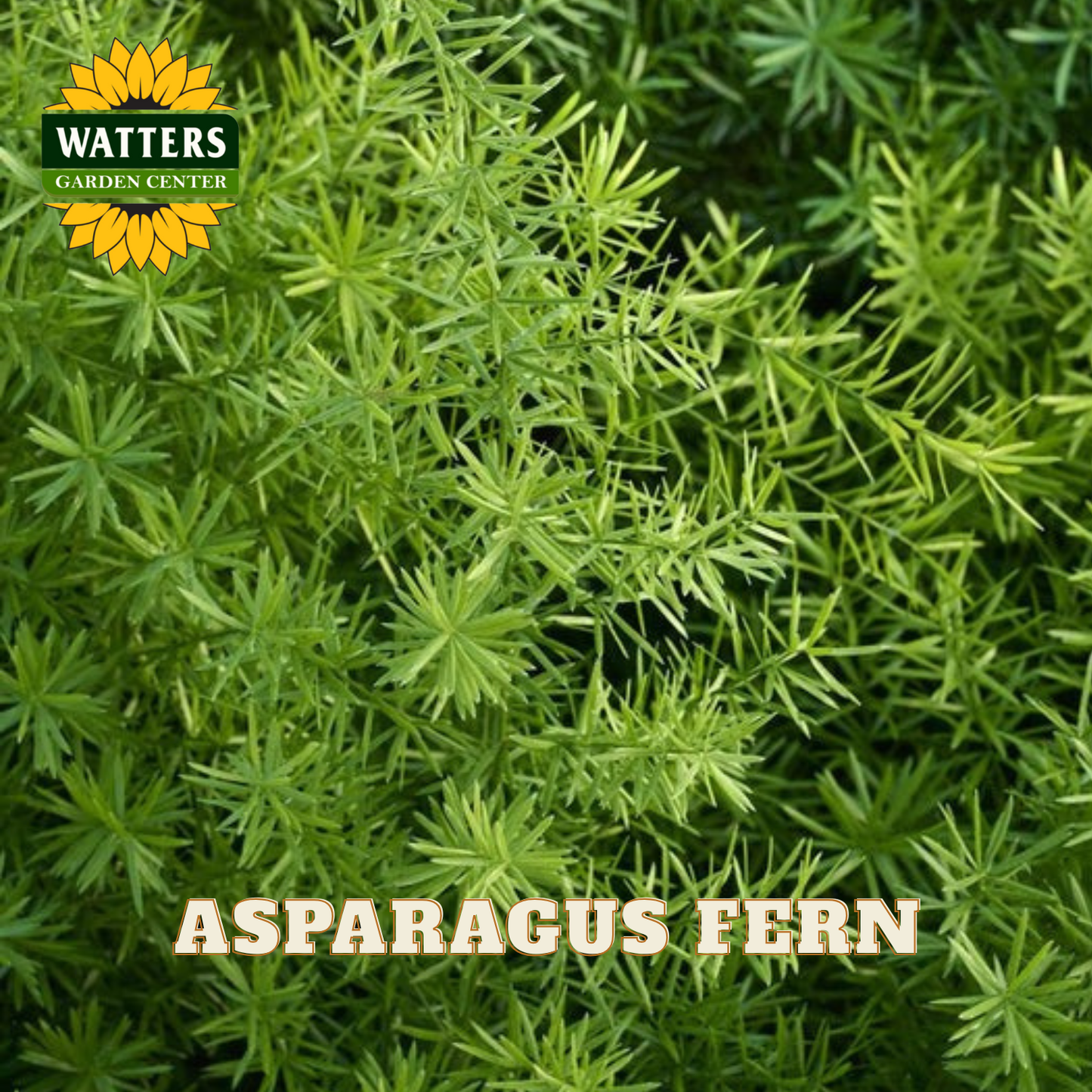 Close-up of an asparagus fern with Watters Garden Center logo.