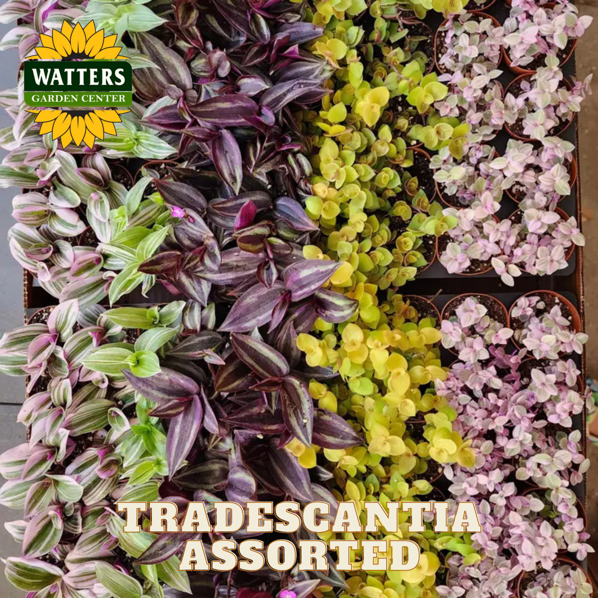 Assorted Tradescantia plants with Watters Garden Center logo.