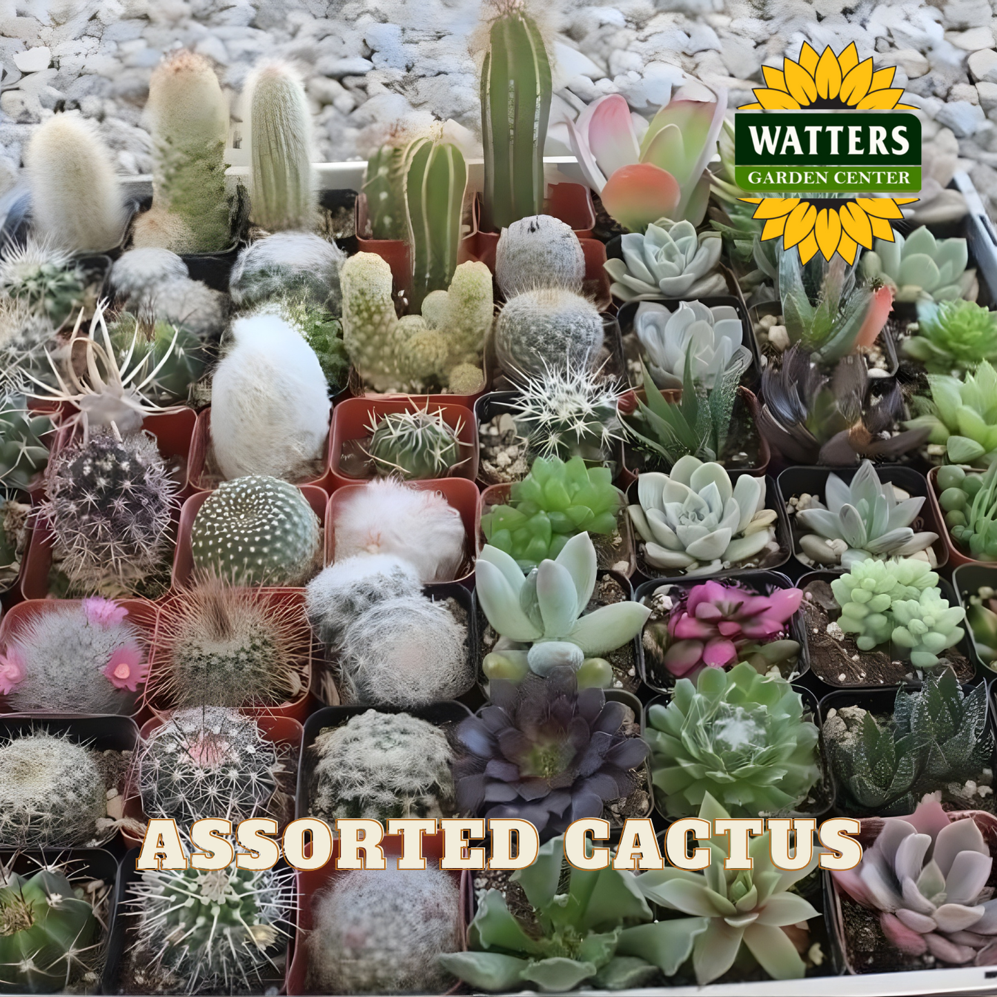 Collection of various small cacti and succulents in pots on a pebble surface