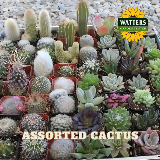 Collection of various small cacti and succulents in pots on a pebble surface