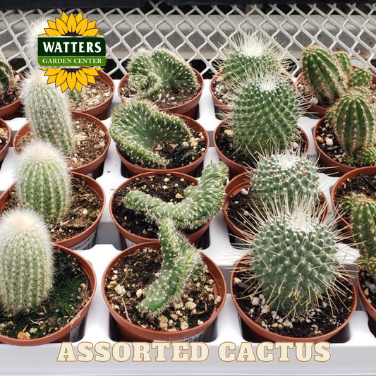 Collection of small cacti in pots on a white tray with a metal mesh background