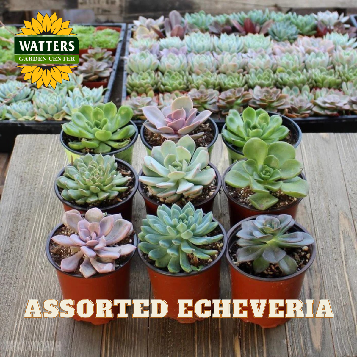 Assorted echeveria plants in pots with Watters Garden Center branding.