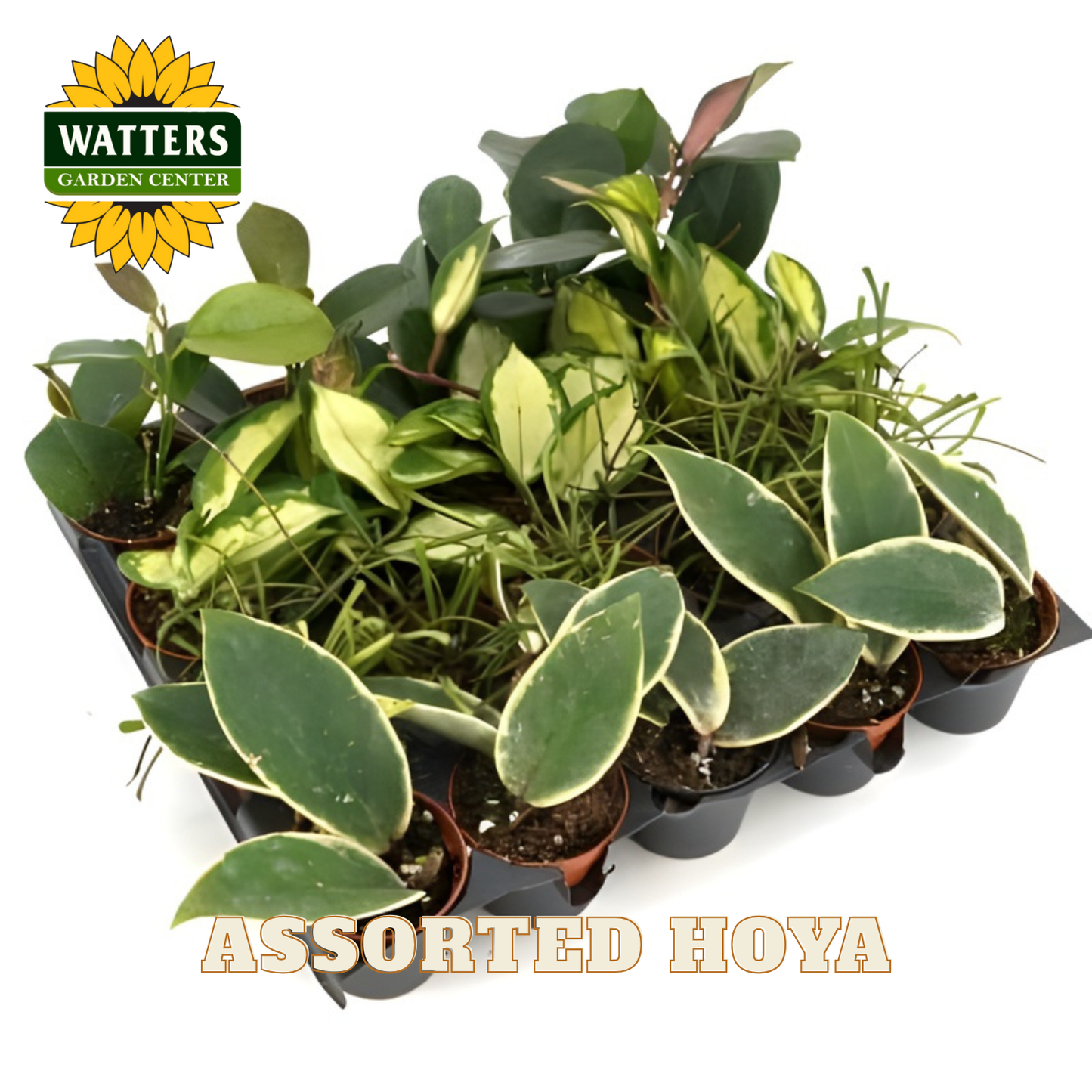 Assorted Hoya plants in pots with Watters Garden Center logo.