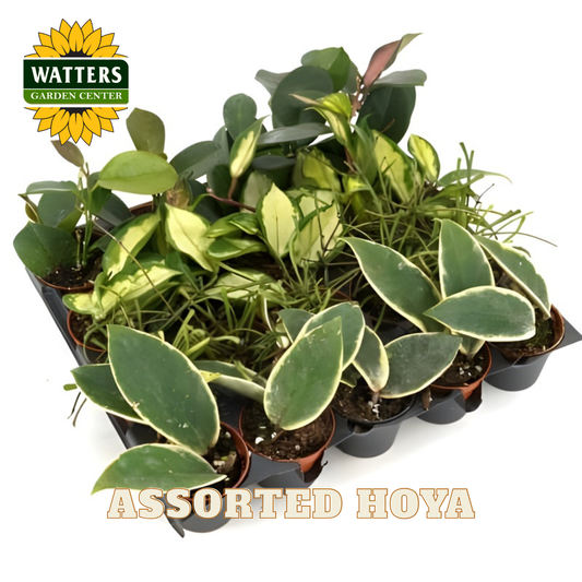 Assorted Hoya plants in pots with Watters Garden Center logo.