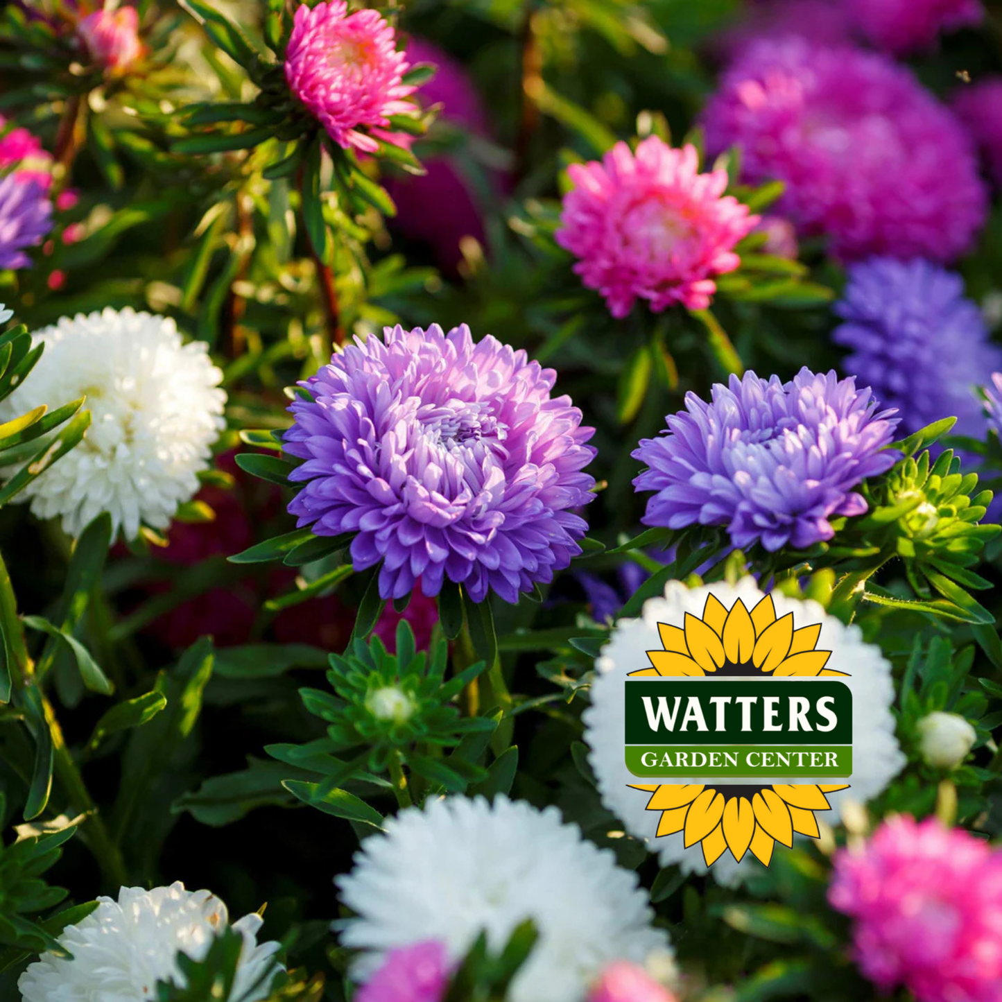 Aster Mix Seed