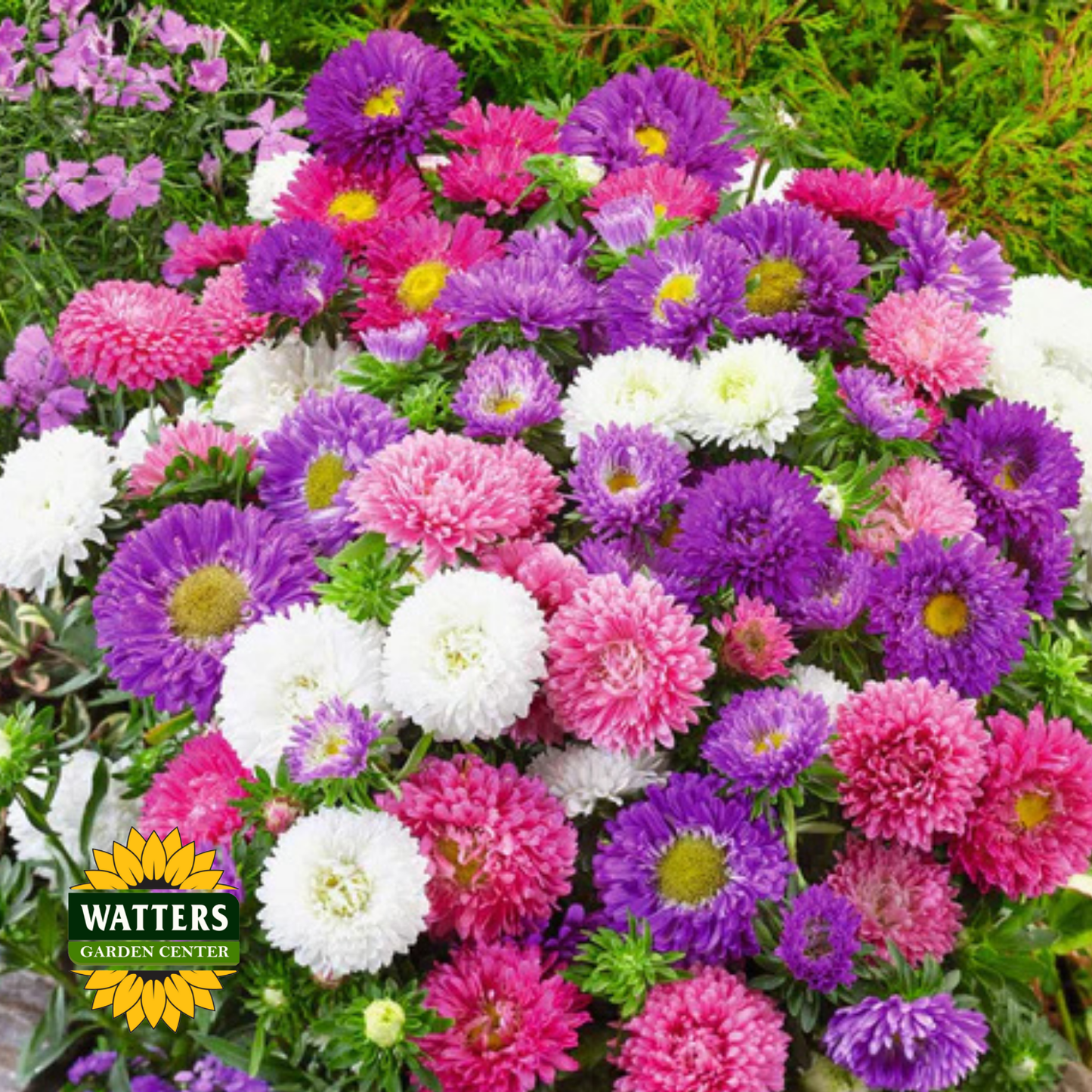 Aster Mix Seed