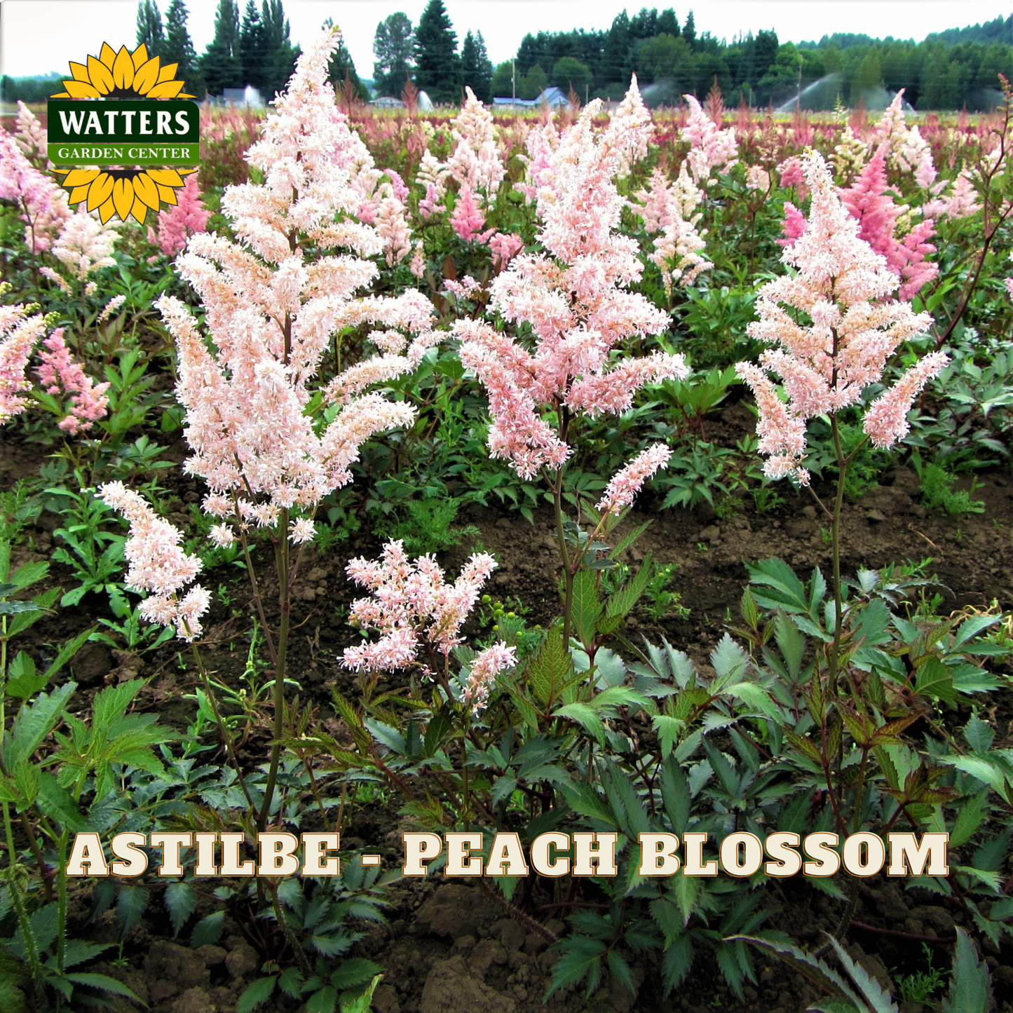 Field of pink astilbe labeled 'Peach Blossom' with Watters Garden Center branding.