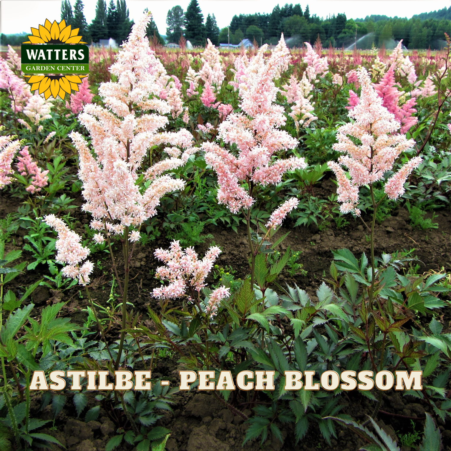 Field of pink astilbe labeled 'Peach Blossom' with Watters Garden Center branding.