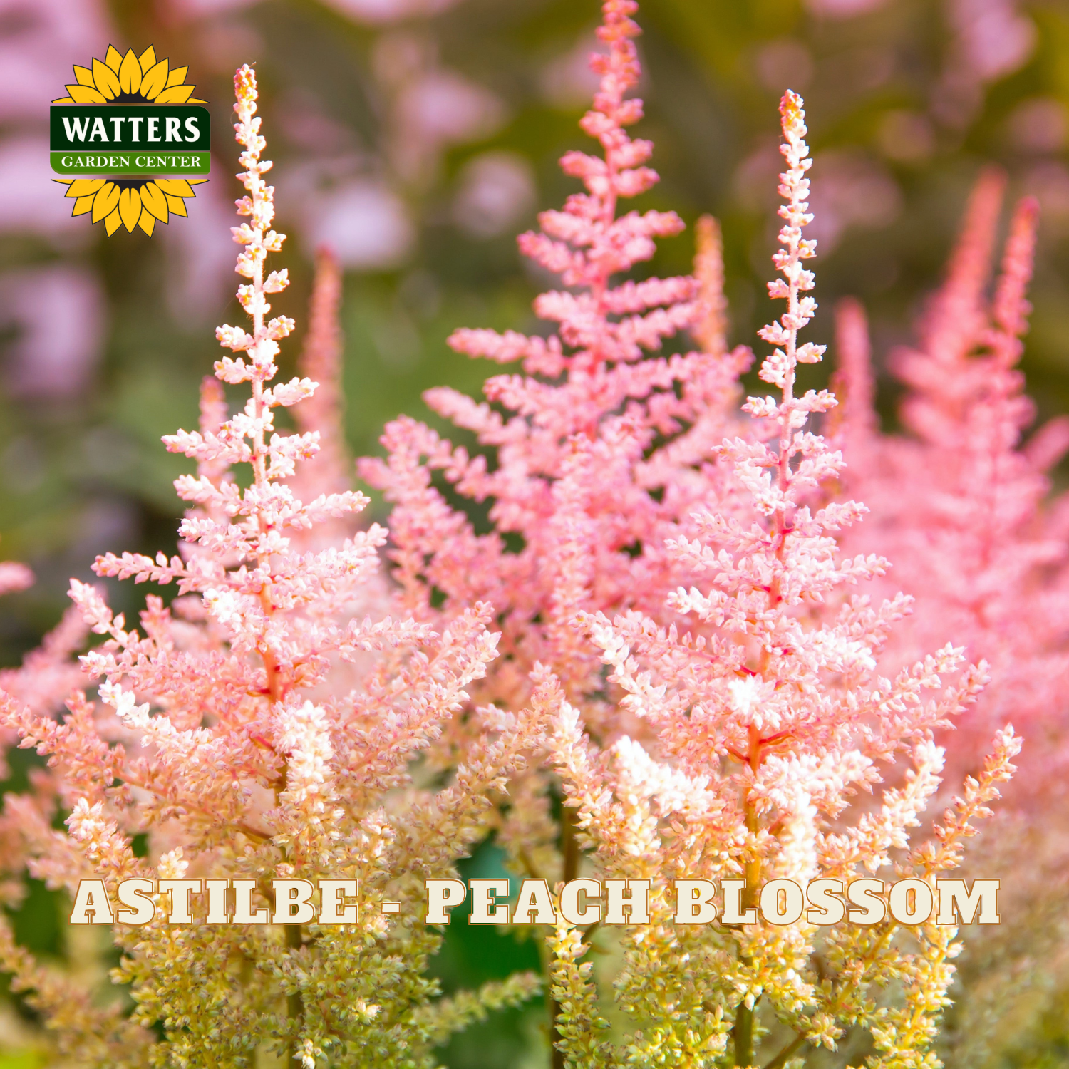 Pink astilbe flowers with Watters Garden Center logo and 'Astilbe - Peach Blossom' text.