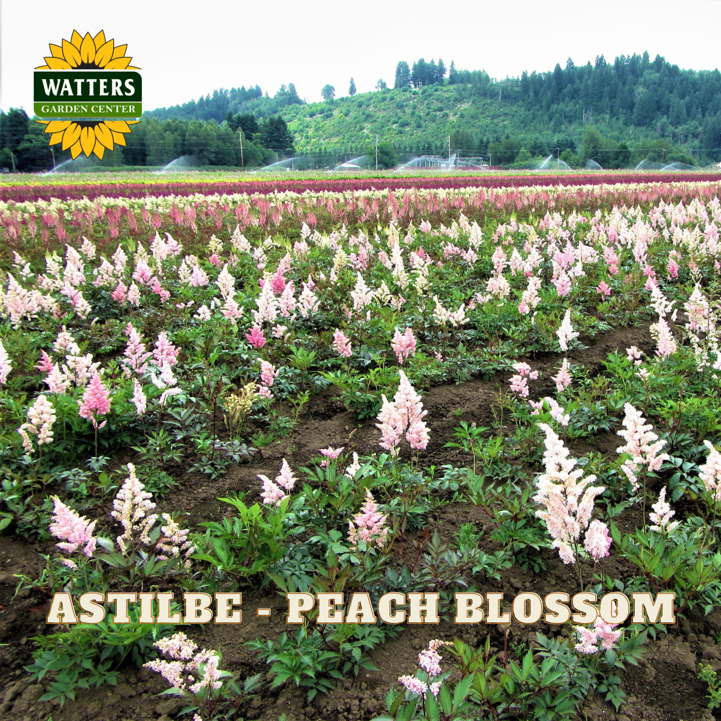 Field of Astilbe 'Peach Blossom' flowers with Watters Garden Center branding.
