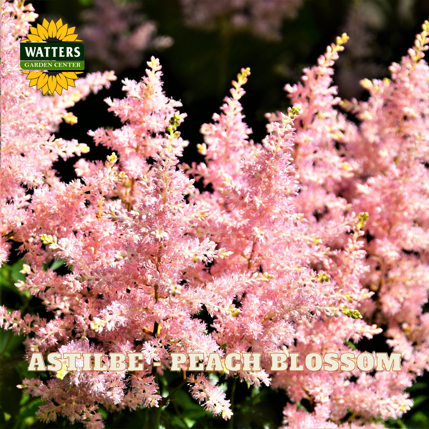 Pink astilbe flowers labeled 'Peach Blossom' with Watters Garden Center logo.