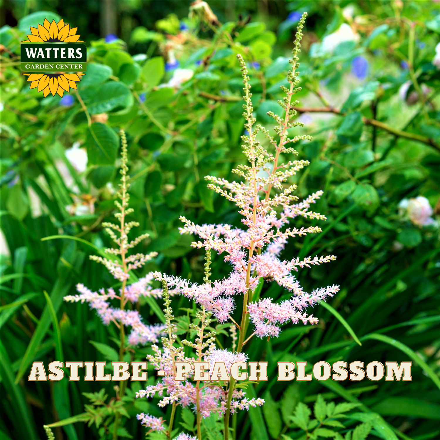 Pink astilbe plant with green foliage, Watters Garden Center branding visible.
