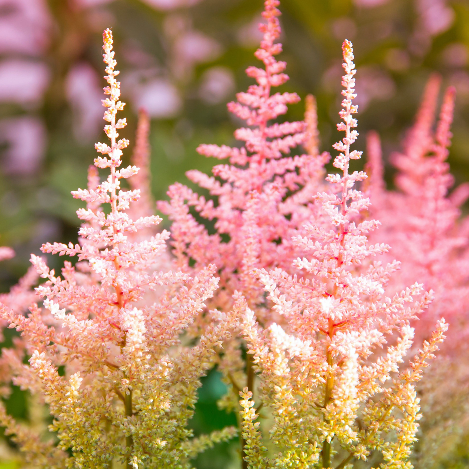 Pink and white astilbe flowers with a blurred background