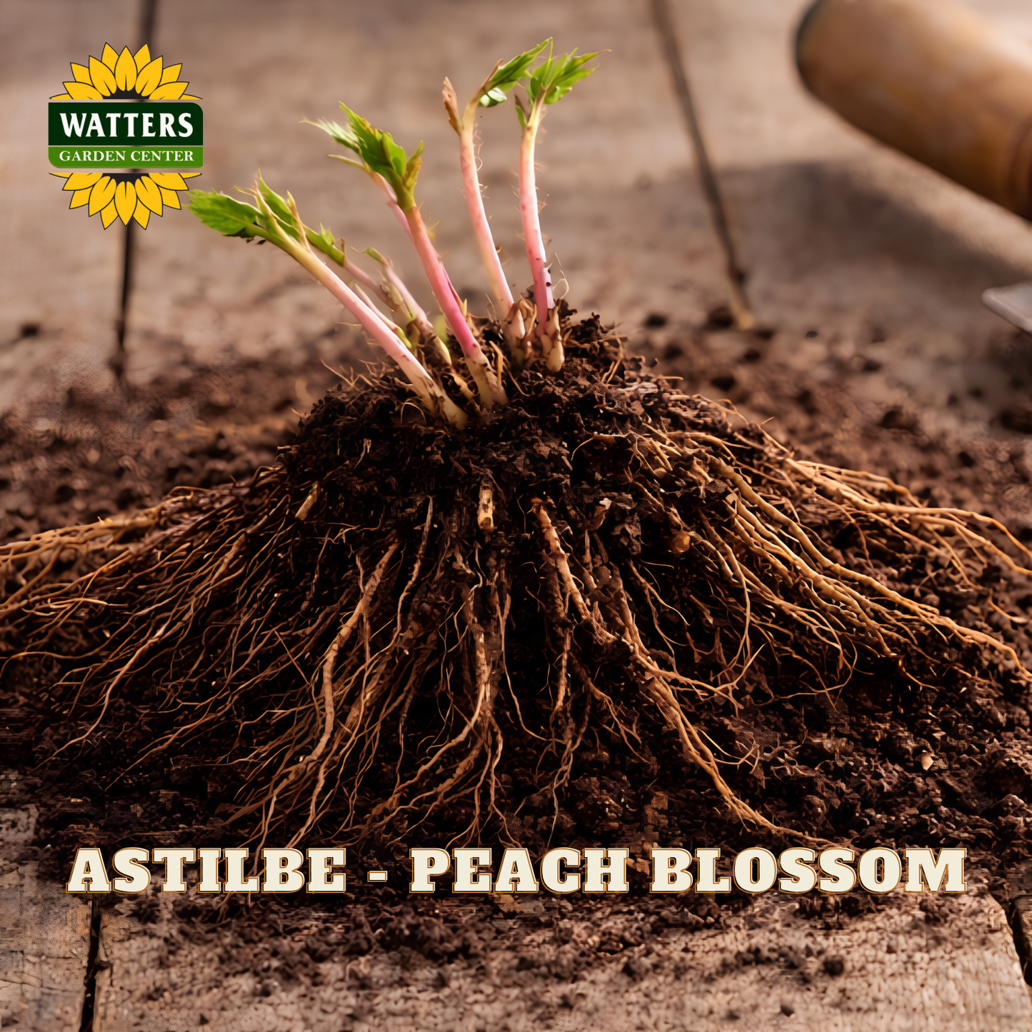 Roots of a plant with 'Watters Garden Center' logo and 'Astilbe - Peach Blossom' text.