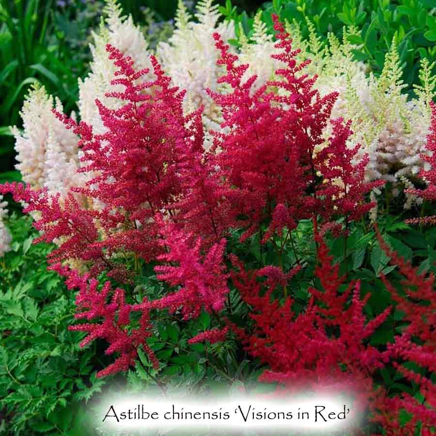 Vision In Red Astilbe (Astilbe chinensis 'Visions in Red') - 1 gallon