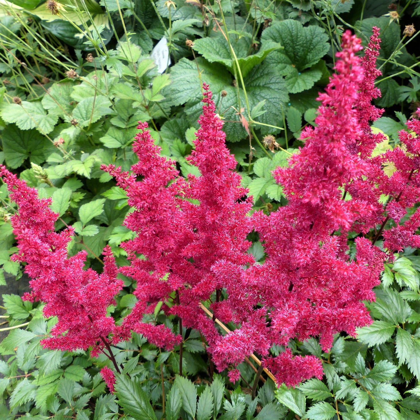 Astilbe - Luminous Shade Collection