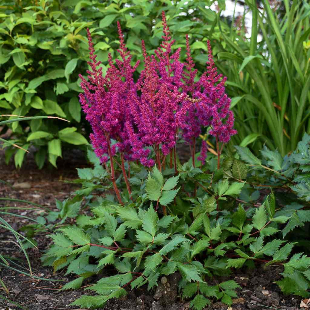 Vision In Red Astilbe (Astilbe chinensis 'Visions in Red') - 1 gallon