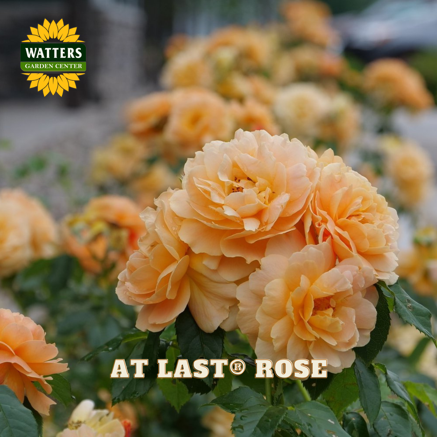 A close-up of peachy-orange roses in bloom with green foliage, overlaid with the Watters Garden Centers logo and the text 'AT LAST ROSE'.