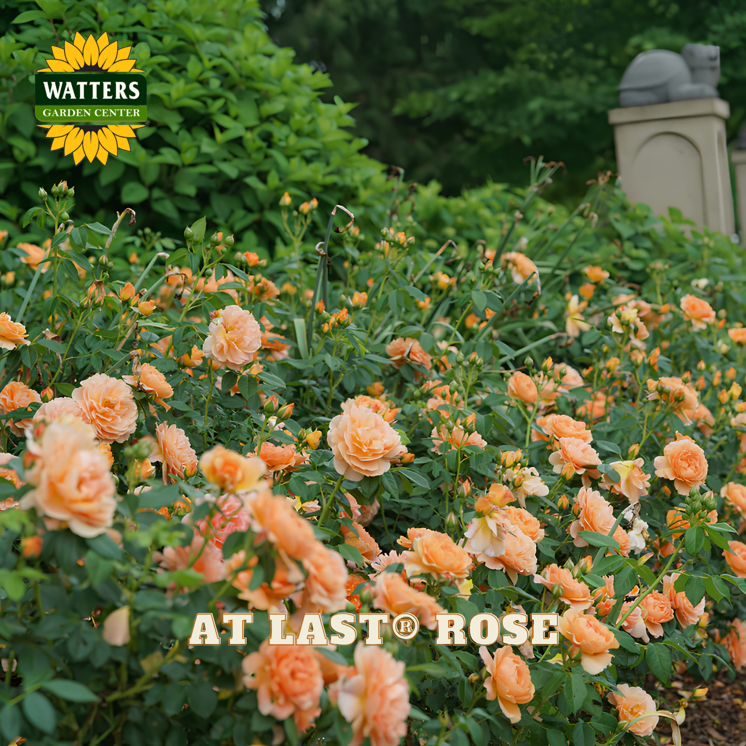 A garden bed filled with peachy-orange roses among green foliage, with the Watters Garden Centers logo in the top left and the text 'AT LAST ROSE' across the bottom.