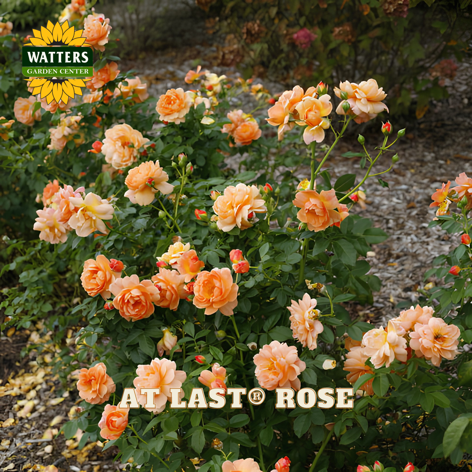 Orange and peach roses blooming in a garden bed, with a Watters Garden Center logo in the top left and 'AT LAST ROSE' text at the bottom.