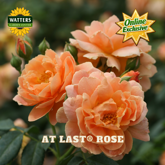 Close-up of peachy-orange roses with green leaves and buds, overlaid with the Watters Garden Centers logo, an Online Exclusive badge, and the text AT LAST ROSE.