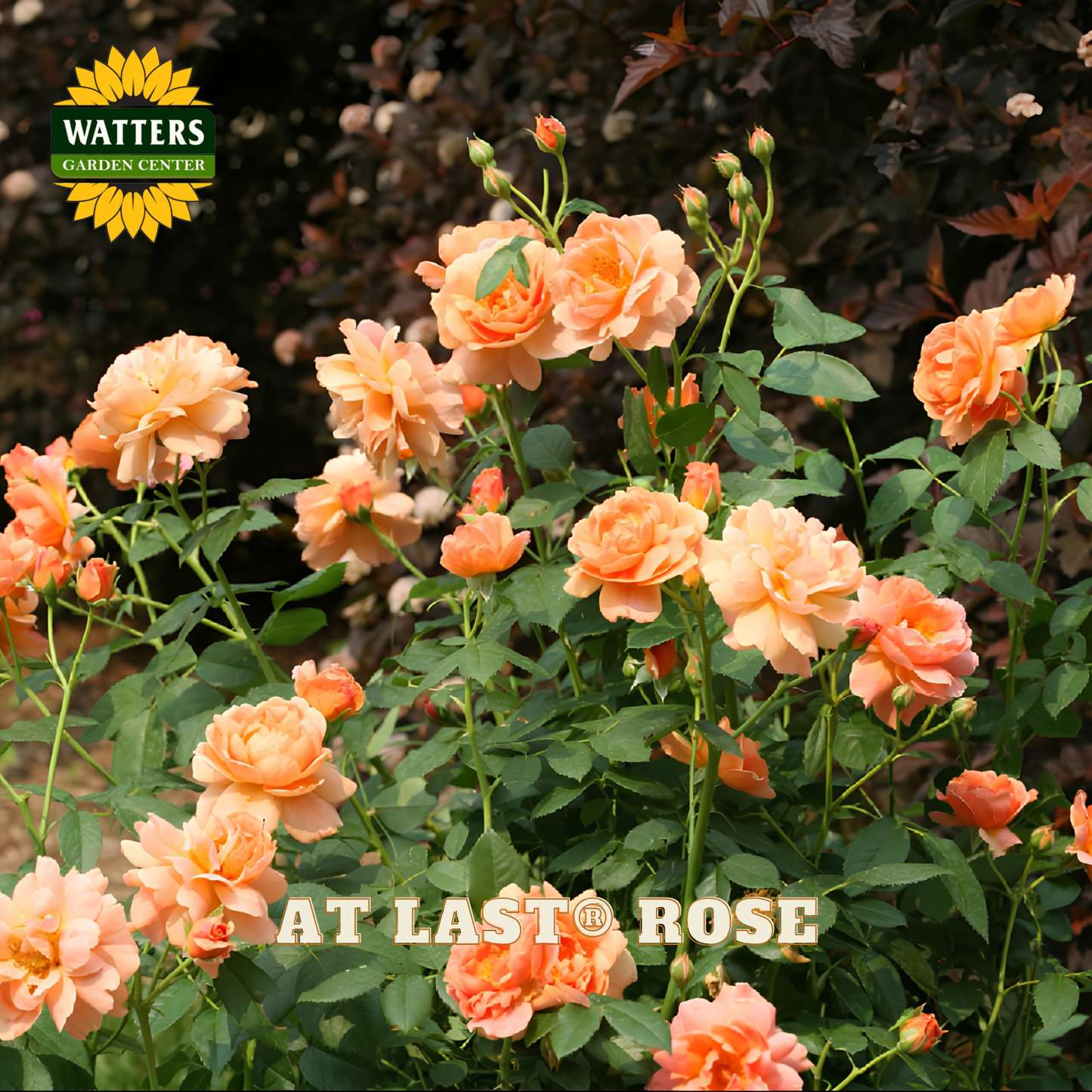 A cluster of peachy-orange roses with green leaves in a garden setting, featuring a Watters Garden Center logo in the top left and the text 'AT LAST ROSE' across the bottom.