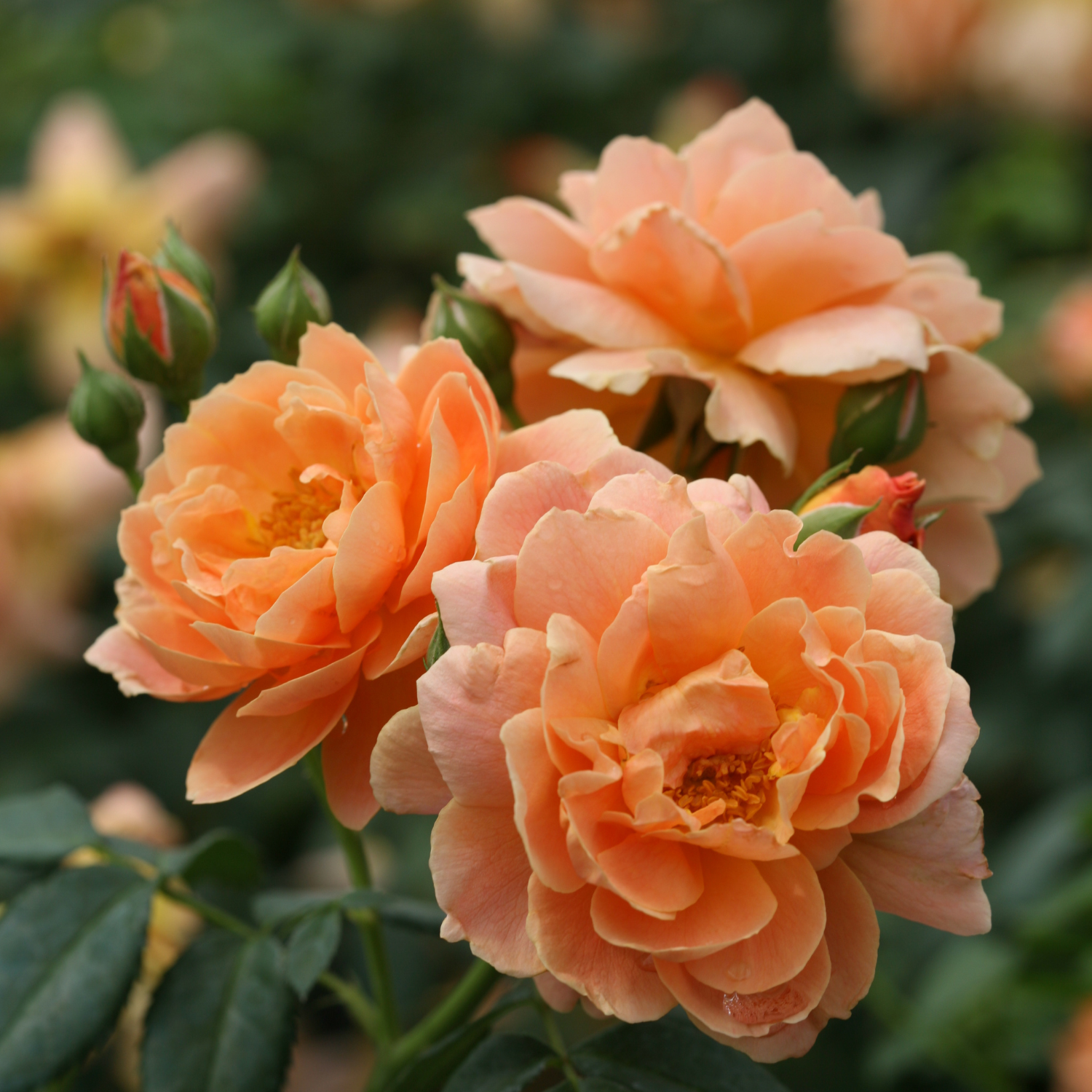 Three peach-orange roses in full bloom with green leaves and buds, photographed in a garden setting with a soft blurred background.