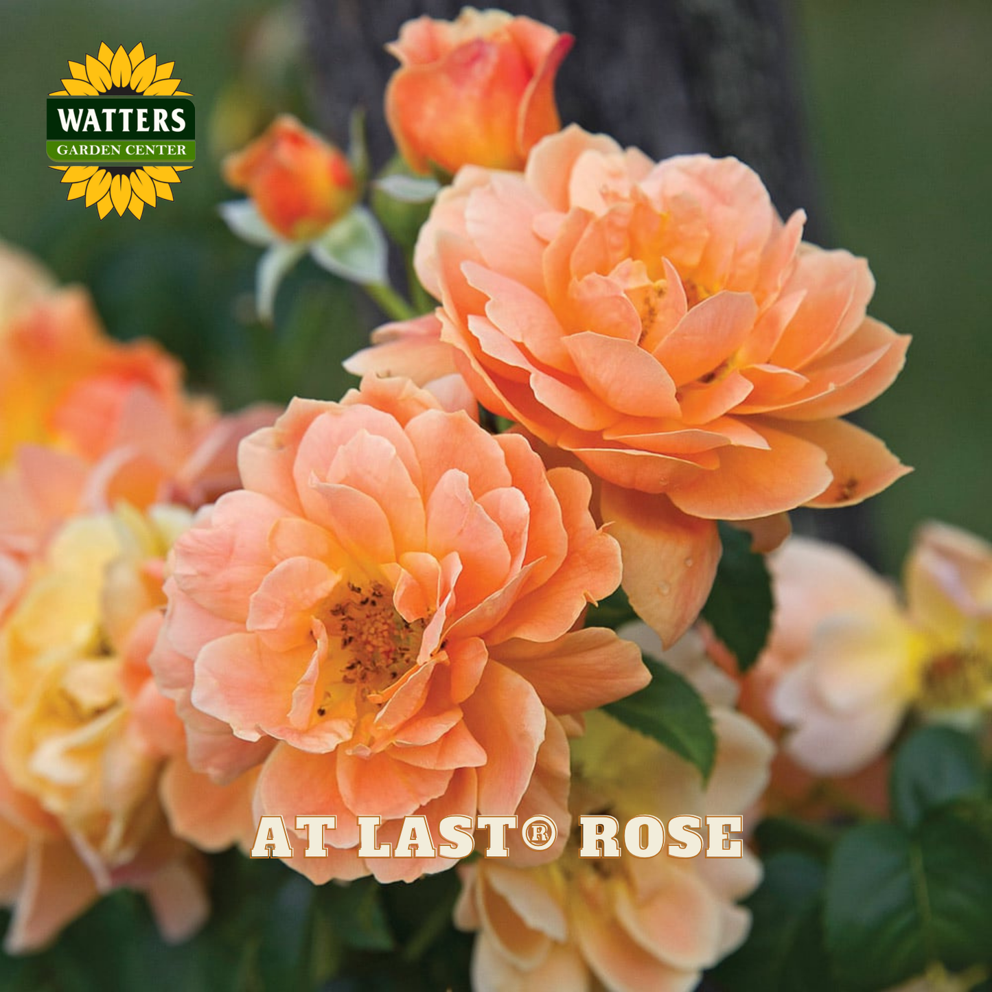 Close-up of peachy orange roses in bloom with green leaves, featuring the Watters Garden Center logo and the text 'AT LAST ROSE' at the bottom.