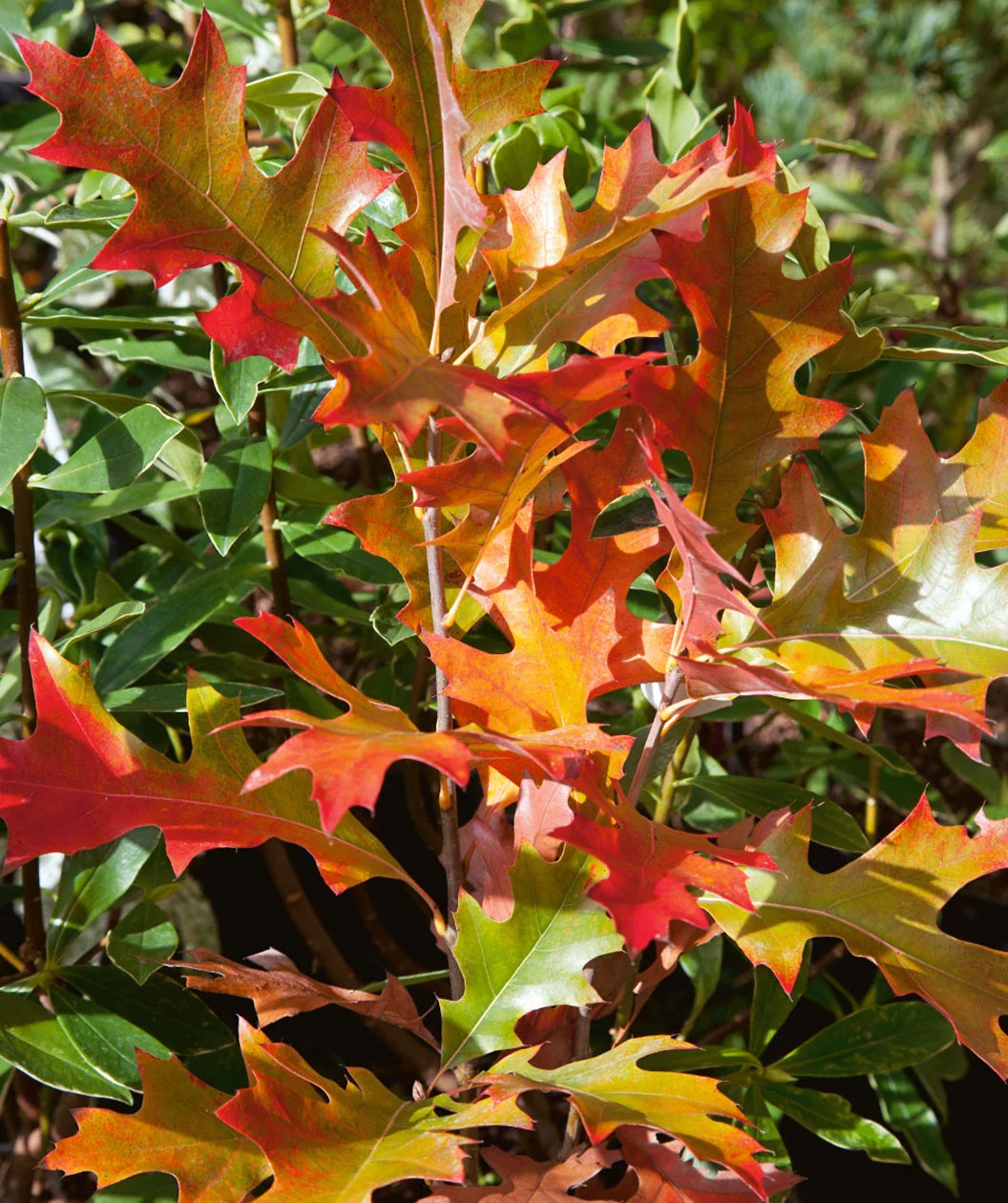 PIN OAK TREE 15gal