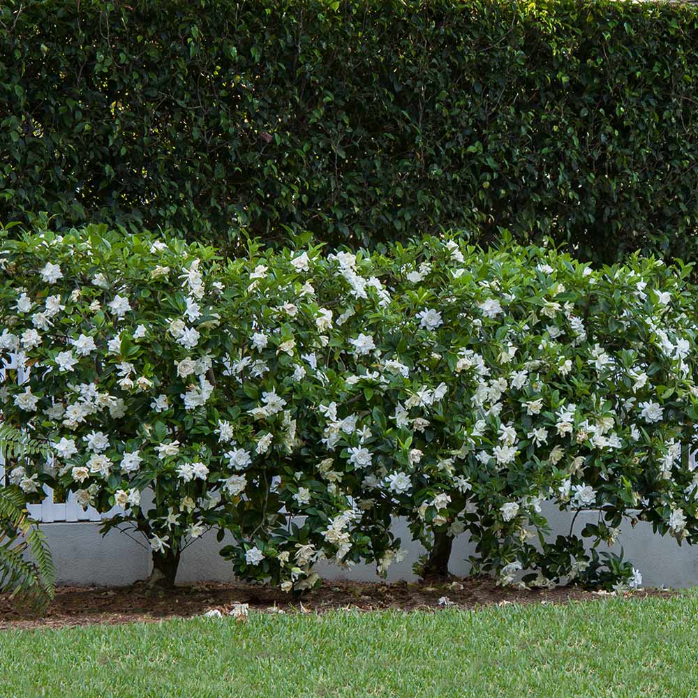 SWEET TEA GARDENIA 2gal