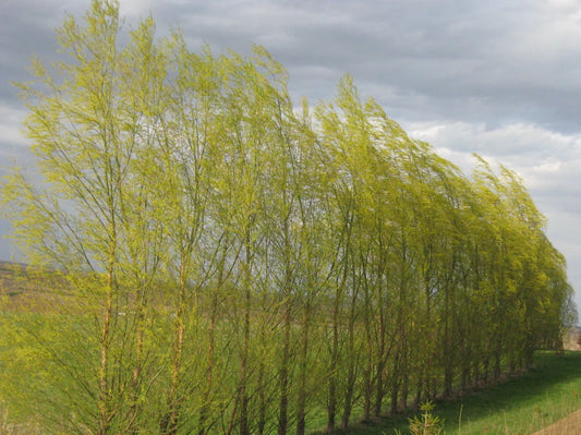 Austree Willow Hybrid (Salix x 'Austree') - 1 gallon 24"