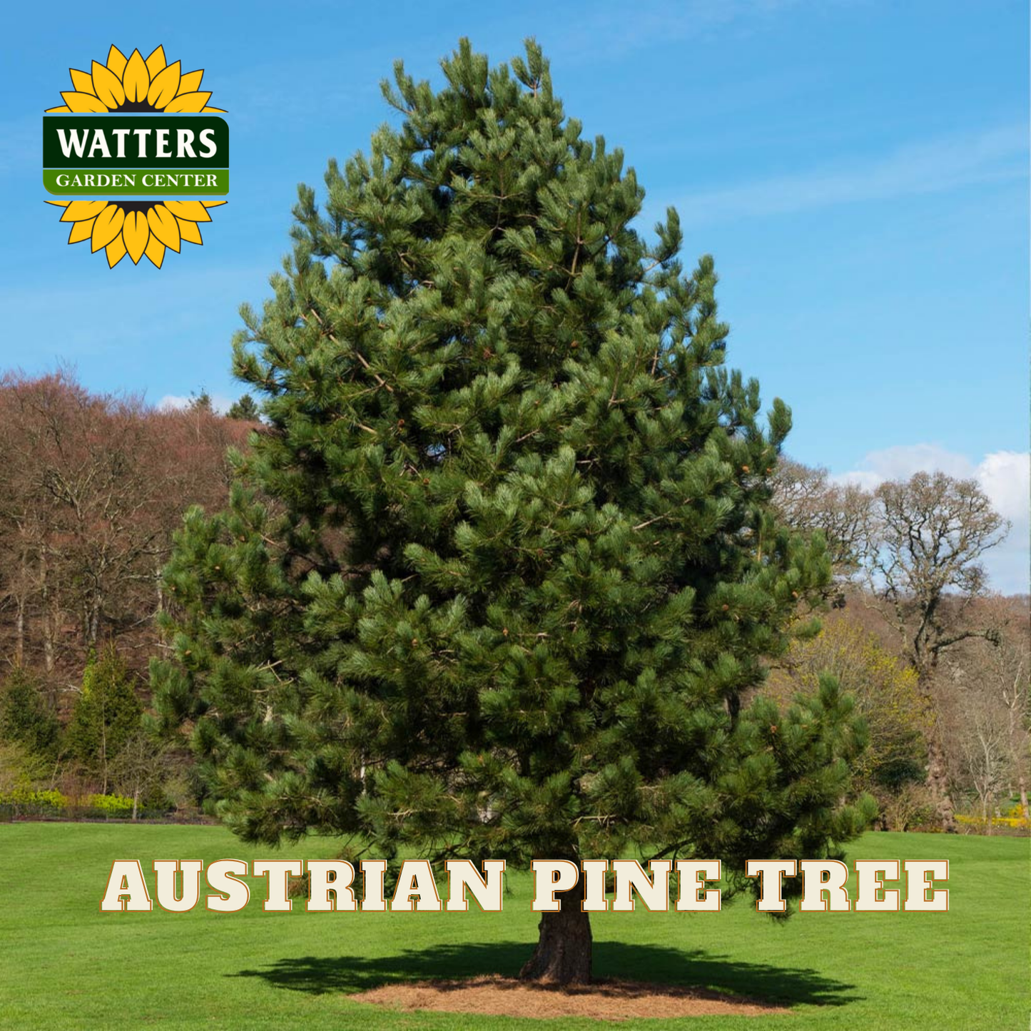 Austrian pine tree with Watters Garden Center logo and text overlay.
