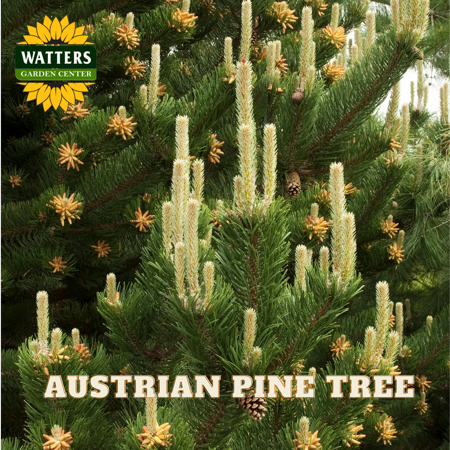 Austrian pine tree with cones and Watters Garden Center logo.
