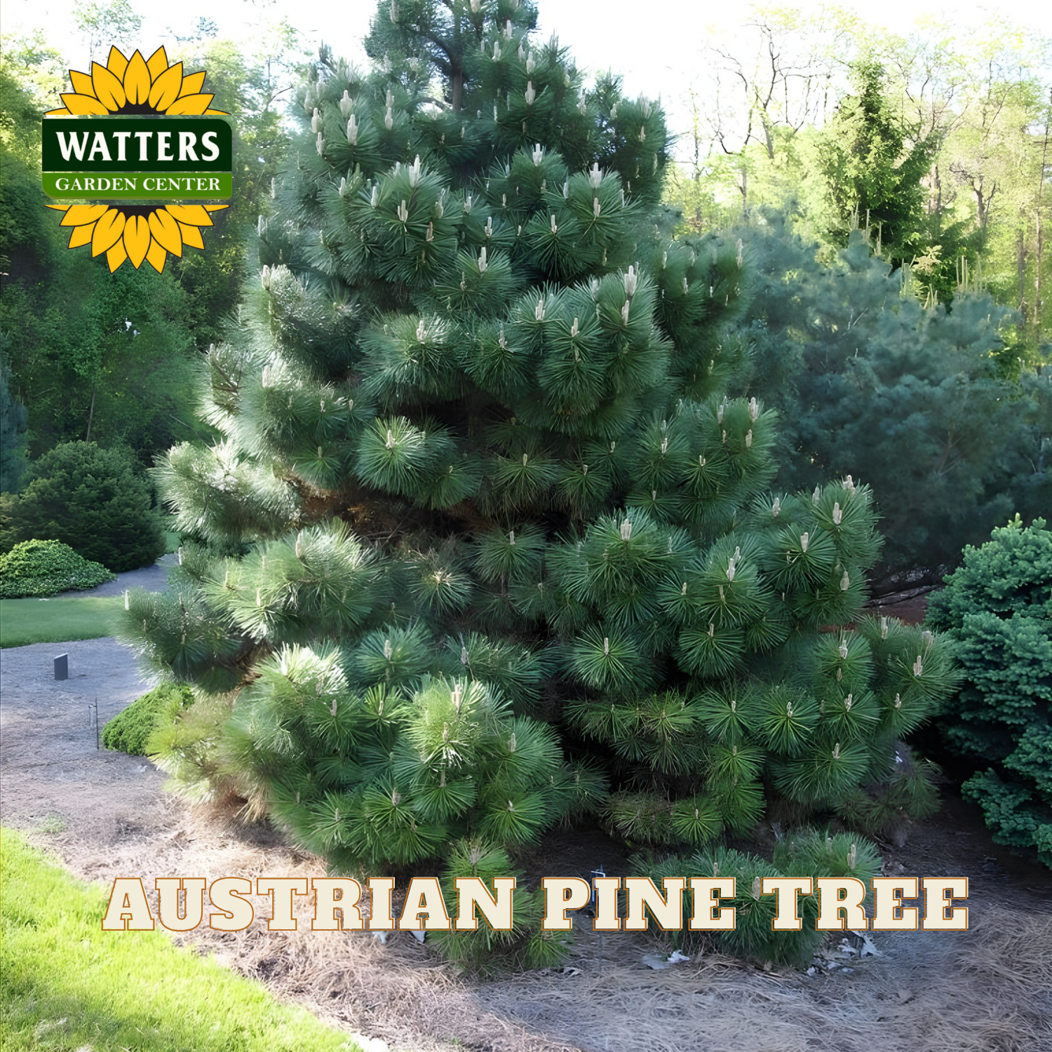 Austrian pine tree in a garden setting with Watters Garden Center branding.