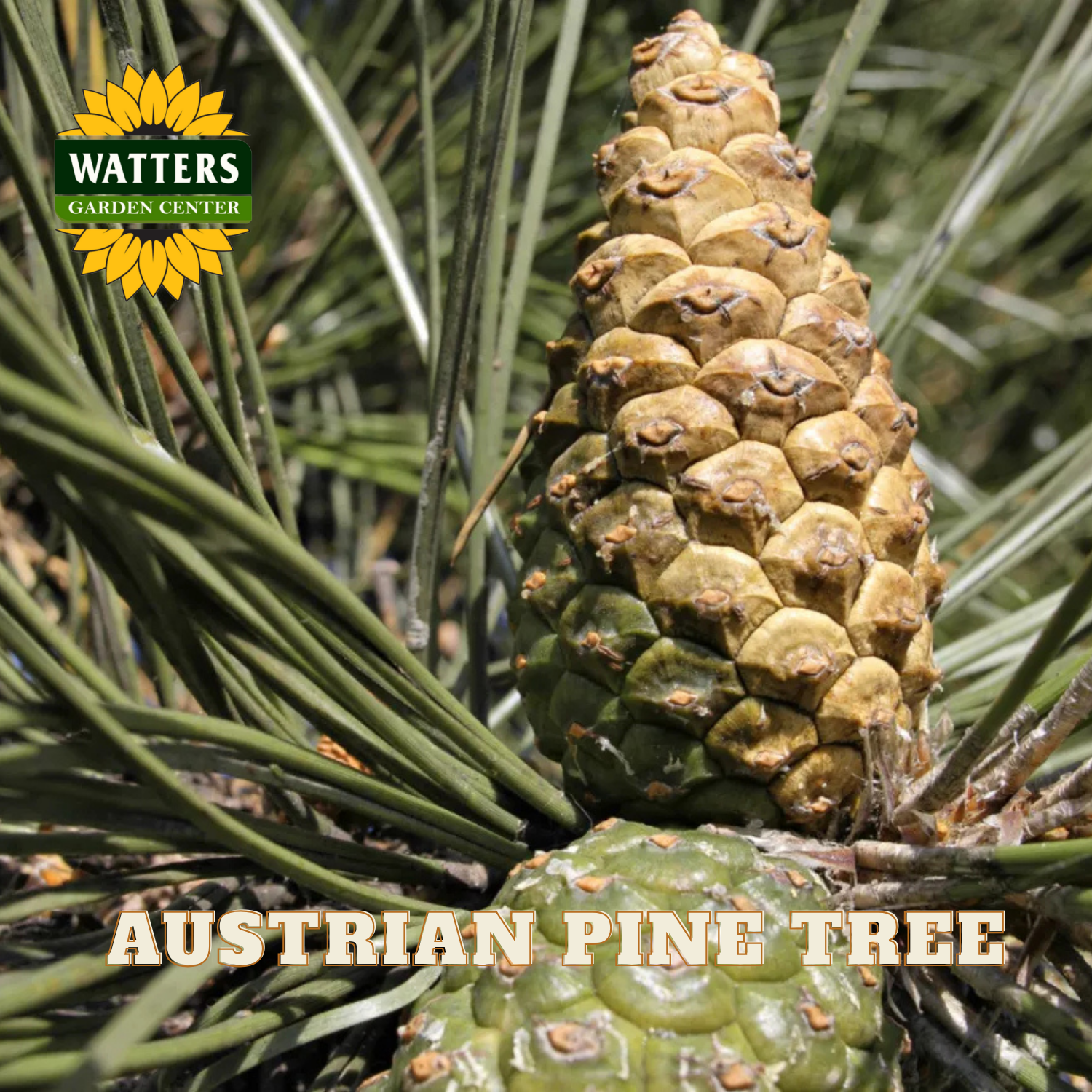 Austrian pine tree cone with Watters Garden Center logo and text overlay.