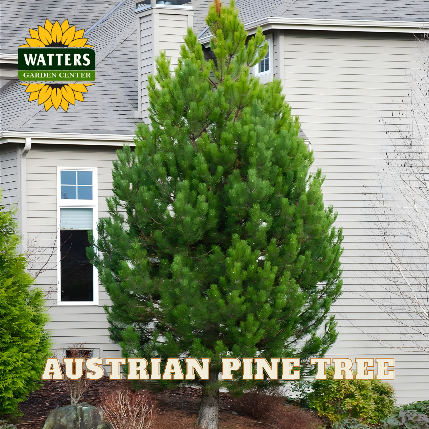 Austrian pine tree in front of a house with Watters Garden Center branding.