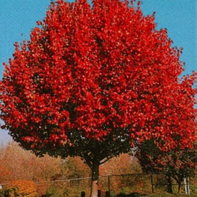 BRADFORD FLOWERING PEAR TREE 15gal