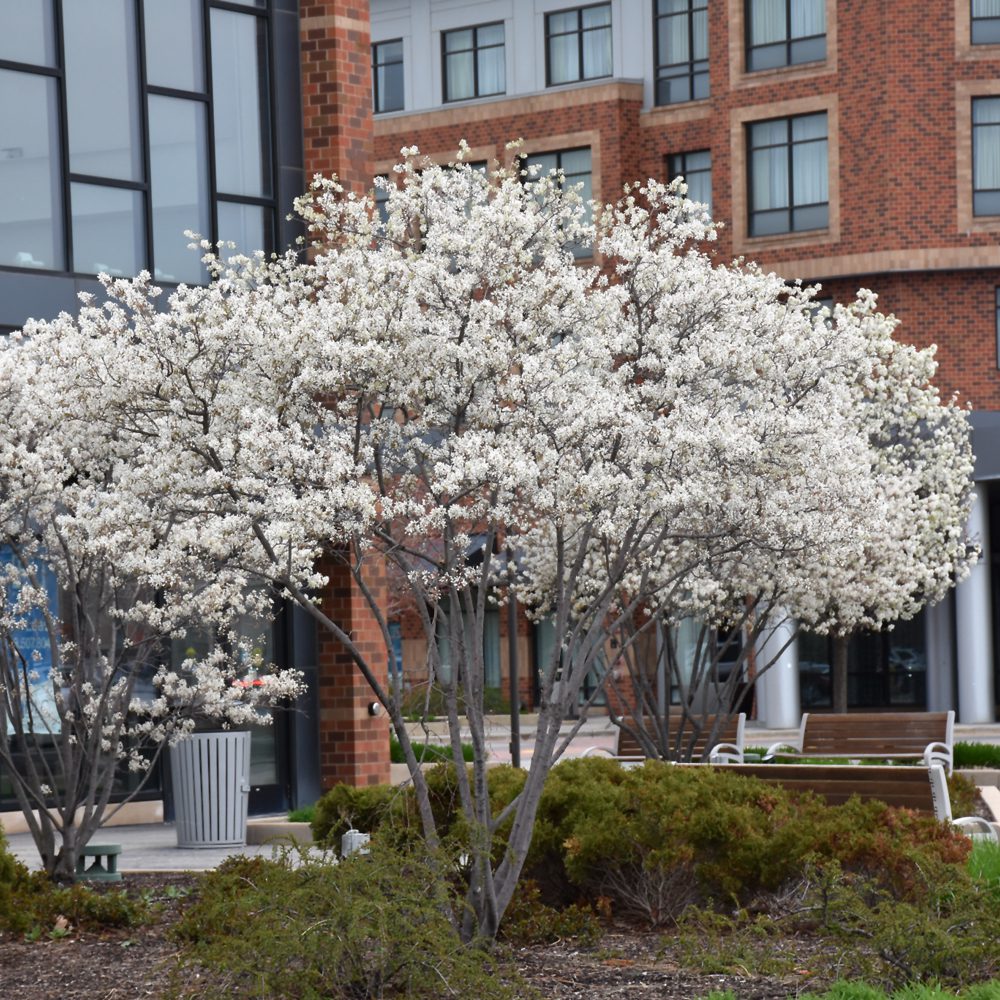 AUTUMN BRILLIANCE SERVICEBERRY 5gal