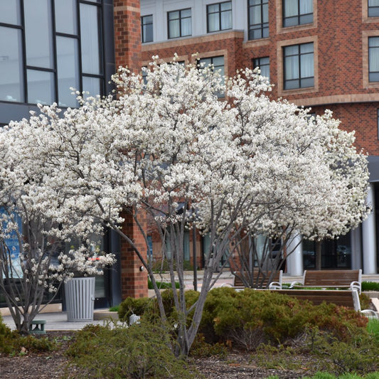 AUTUMN BRILLIANCE SERVICEBERRY 10gal