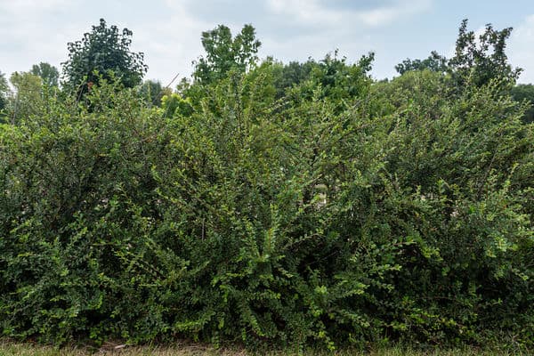 AUTUMN INFERNO COTONEASTER 3gal