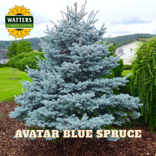 AVATAR BLUE SPRUCE 10gal