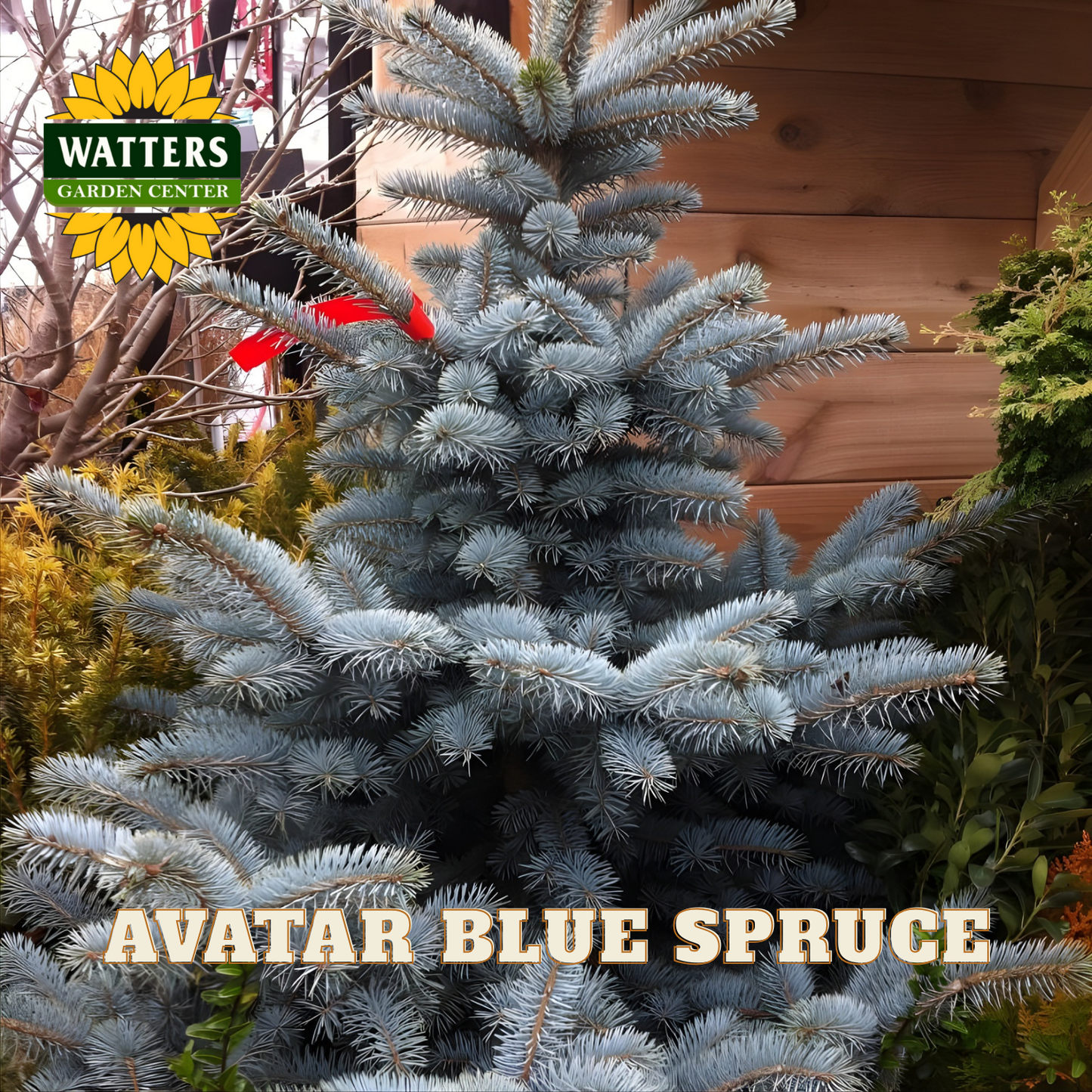 AVATAR BLUE SPRUCE 10gal